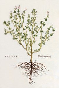 Thymus [timjami], kuvitus Leonhard Fuchsin De historia stirpium commentarii insignesista, julkaistu 1542 (värillinen puupiirros) tekijältä German School