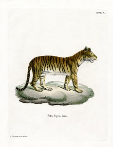 Tiger (värillinen kaiverrus) tekijältä German School