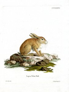 Tolai Hare (värillinen kaiverrus) tekijältä German School