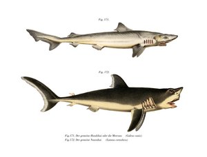 Tope Shark (väri litho) tekijältä German School