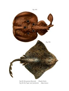 Torpedo Fish (väri litho) tekijältä German School