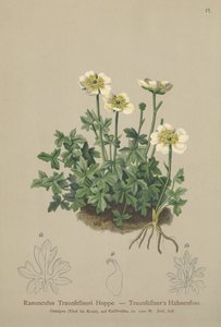 Traunfellners Crowfoot (Ranunculus Traunfellneri) tekijältä German School