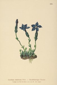 Triglav Gentian (Gentiana terglouensis, Gentiana imbricata) tekijältä German School