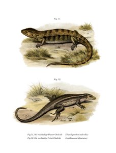 Tropidogerrhon rudicollis (väri litho) tekijältä German School