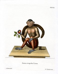 Tuftattu kapusiini (värillinen kaiverrus) tekijältä German School