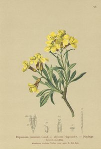 Tuftainen seinäkukka (Erysimum pumilum, Erysimum alpinum) tekijältä German School