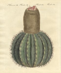 Turks-cactus tekijältä German School