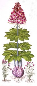 Turks Cap Lily ja Dianthus, Hortus Eystettensis, kirjoittanut Basil Besler (1561-1629), pub. 1613 (käsinvärinen kaiverrus) tekijältä German School
