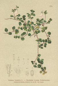 Kaksoskukka (Linnaea borealis) tekijältä German School