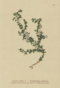 Kaksikukkainen hiekkajuuri (Arenaria biflora) tekijältä German School