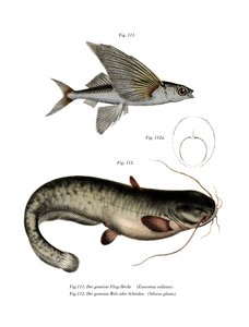 Kaksisiipinen Flyingfish (väri litho) tekijältä German School
