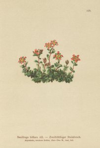 Kaksikukkainen saksifrage (Saxifraga biflora) tekijältä German School