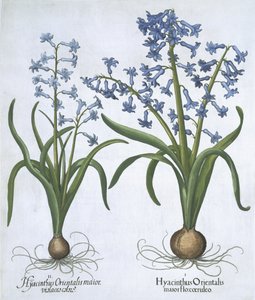 Kaksi sinistä hyasintia, Hortus Eystettensis, Basil Besler (1561-1629) pub. 1613 (käsinvärinen kaiverrus) tekijältä German School