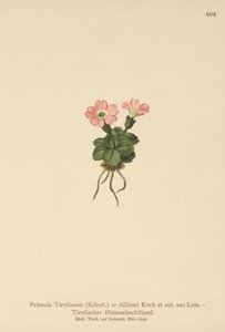Tirolin esikko (Primula tyrolensis, Primula Tirolensis, Primula Allionii) tekijältä German School