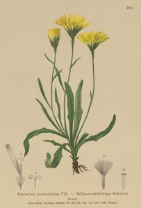 Sateenvarjomaito (Hieracium staticefolium, Hieracium staticifolium, Tolpis staticifolia, Chlorocrepis staticifolium, Chlorocrepis staticifolia) tekijältä German School