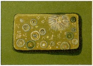 Epäterveelliset bakteerimäärät juomavedessä, n. 1890 (värikromolitografia) tekijältä German School