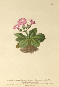 Val-Daone Primrose (Primula Oenensis, Primula Daonensis) tekijältä German School