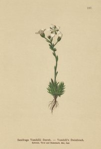 Vandellis Saxifrage (Saxifraga Vandellii) tekijältä German School