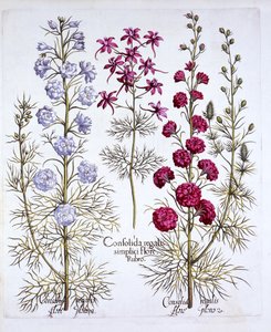 Larkspur-lajikkeet, Hortus Eystettensis, Basil Besler (1561-1629), pub. 1613 (käsinvärinen kaiverrus) tekijältä German School