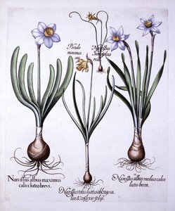 Eri Narcissit, Hortus Eystettensis, kirjoittanut Basil Besler (1561-1629), pub. 1613 (käsinvärinen kaiverrus) tekijältä German School