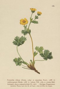 Villous Cinquefoil (Potentilla villosa, Potentilla maculata, Potentilla rubens, Potentilla crocea, Potentilla alpestris, Potentilla salisburgensis). tekijältä German School
