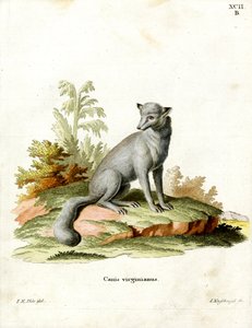 Virginian Fox (värillinen kaiverrus) tekijältä German School