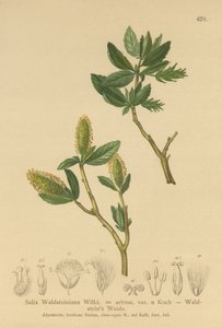 Waldsteins Willow (Salix Waldsteiniana, Salix arbusc. var.) tekijältä German School