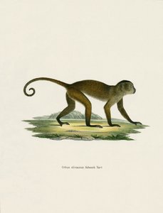 Weeper Capuchin (värillinen kaiverrus) tekijältä German School