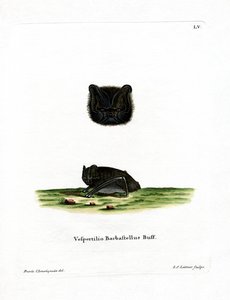 Western Barbastelle (värillinen kaiverrus) tekijältä German School