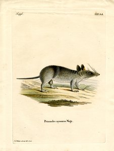 Western Barred Bandicoot (värillinen kaiverrus) tekijältä German School