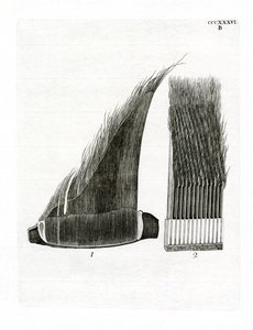 Whale Baleen -levyt (värillinen kaiverrus) tekijältä German School
