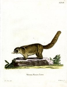 Valkoinen nenä Coati (värillinen kaiverrus) tekijältä German School