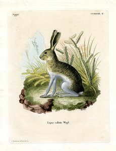 Valkosivuinen Jackrabbit (värillinen kaiverrus) tekijältä German School