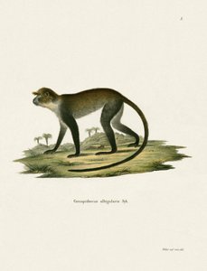 White-throated Monkey tekijältä German School