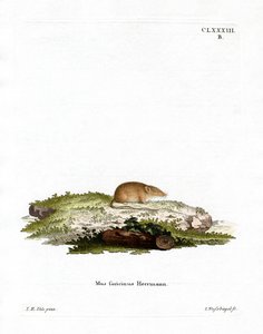 Valkohammaskärpäs (värillinen kaiverrus) tekijältä German School