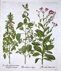 White Horehound, Horehound ja Mint, Hortus Eystettensis, kirjoittanut Basil Besler (1561-1629), pub. 1613 (käsinvärinen kaiverrus) tekijältä German School