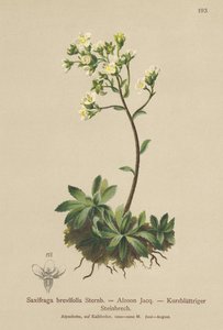 White Mountain Saxifrage (Saxifraga brevifolia, Saxifraga Aizoon) tekijältä German School