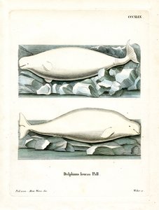 White Whale (värillinen kaiverrus) tekijältä German School