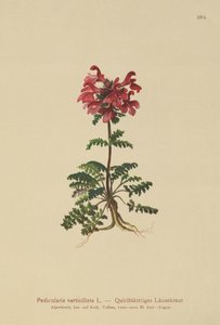 pyörölousewort (Pedicularis verticillata) tekijältä German School