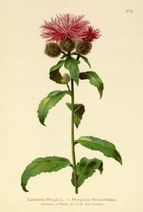 Wig Knapweed (Centaurea Phrygia) tekijältä German School