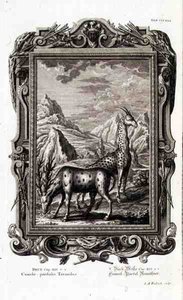 Wild Animals, "Physica Sacra", kaiverrus Jacob Andreas Fridrich (1684-1751) Augsberg tekijältä German School