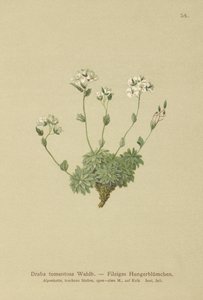 Wolley Whitlow-ruoho (Draba tomentosa) tekijältä German School