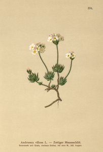 Wolly Rock Jasmine (Androsace villosa) tekijältä German School