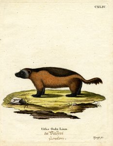 Wolverine (värillinen kaiverrus) tekijältä German School