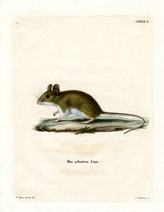 Wood Mouse (värillinen kaiverrus) tekijältä German School