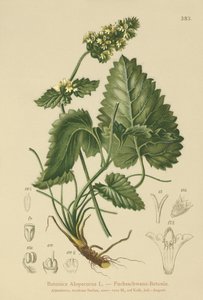 Keltainen betoni (Betonica Alopecurus, Stachys alopecuros) tekijältä German School