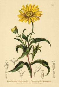Keltainen häränsilmä (Buphthalmum salicifolium) tekijältä German School