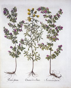 Yellow Rest-Harrow, Pink Rest-Harrow ja Pink Thorny Rest-Harrow, Hortus Eystettensis, kirjoittanut Basil Besler (1561-1629), pub. 1613 (käsinvärinen kaiverrus) tekijältä German School