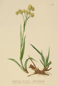 Keltainen puuruoho (Luzula lutea) tekijältä German School