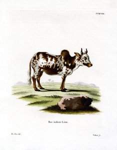 Zebu (värillinen kaiverrus) tekijältä German School